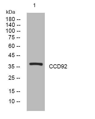Anti-CCDC92 antibody (43-93 aa) (STJ194014) – Figure 1 of 1