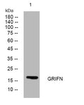 Anti-GRIFIN antibody (75-125 aa) (STJ194017) – Figure 1 of 1