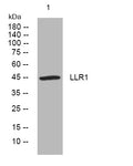 Anti-LRR1 antibody (116-166 aa) (STJ194025) – Figure 1 of 1