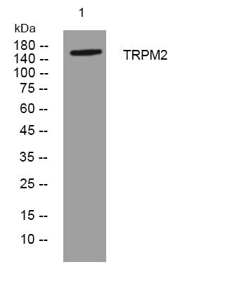 Anti-TRPM2 antibody (41-91 aa) (STJ194030) – Figure 1 of 1