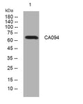 Anti-C1orf94 antibody (26-76 aa) (STJ194034) – Figure 1 of 1