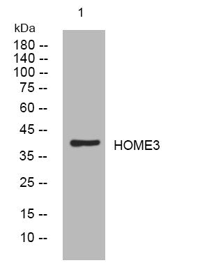Anti-HOMER3 antibody (243-293 aa) (STJ194044) – Figure 1 of 1