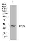 Anti-TATDN3 antibody (12-62 aa) (STJ194047) – Figure 1 of 1