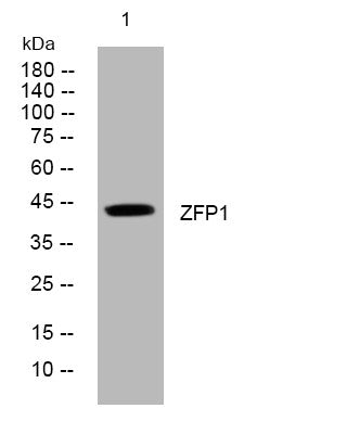 Anti-ZFP1 antibody (23-73 aa) (STJ194053) – Figure 1 of 1