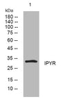 Anti-PPA1 antibody (162-212 aa) (STJ194064) – Figure 1 of 1