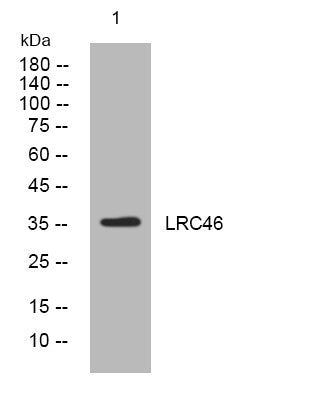 Anti-LRRC46 antibody (115-165 aa) (STJ194073) – Figure 1 of 1
