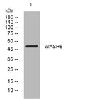 Anti-WASH6P antibody (181-231 aa) (STJ194098) – Figure 1 of 1