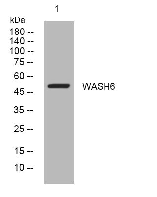 Anti-WASH6P antibody (181-231 aa) (STJ194098) – Figure 1 of 1