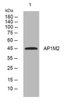 Anti-AP1M2 antibody (117-167 aa) (STJ194110) – Figure 1 of 1