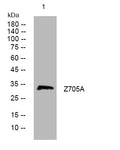 Anti-ZNF705A antibody (60-110 aa) (STJ194114) – Figure 1 of 1