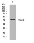 Anti-FAM53B antibody (260-310 aa) (STJ194118) – Figure 1 of 1