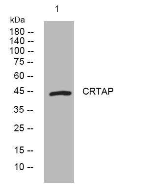 Anti-CRTAP antibody (65-115 aa) (STJ194129) – Figure 1 of 1