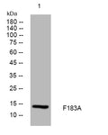 Anti-CFAP144 antibody (7-57 aa) (STJ194151) – Figure 1 of 1
