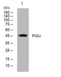 Anti-PIGU antibody (313-363 aa) (STJ194201) – Figure 1 of 1