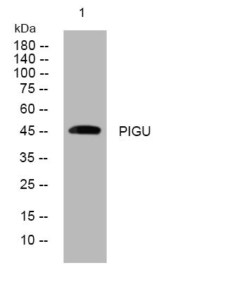 Anti-PIGU antibody (313-363 aa) (STJ194201) – Figure 1 of 1