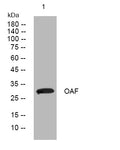 Anti-OAF antibody (221-271 aa) (STJ194202) – Figure 1 of 1