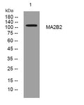 Anti-MAN2B2 antibody (906-956 aa) (STJ194204) – Figure 1 of 1
