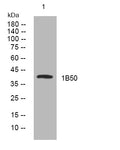 Anti-HLA-B antibody (178-228 aa) (STJ194208) – Figure 1 of 1