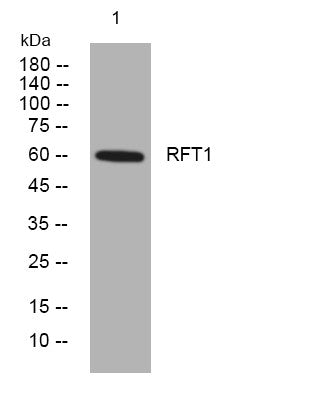 Anti-RFT1 antibody (451-501 aa) (STJ194218) – Figure 1 of 1
