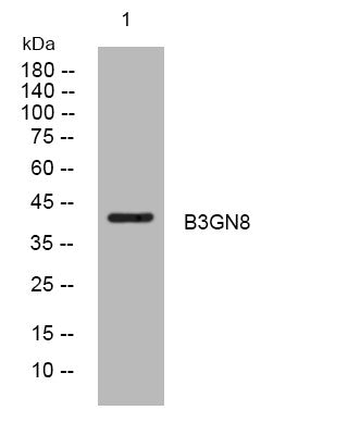 Anti-B3GNT8 antibody (218-268 aa) (STJ194220) – Figure 1 of 1