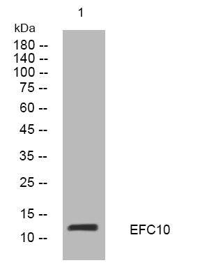 Anti-EFCAB10 antibody (53-103 aa) (STJ194221) – Figure 1 of 1