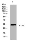 Anti-IFT46 antibody (243-293 aa) (STJ194224) – Figure 1 of 1
