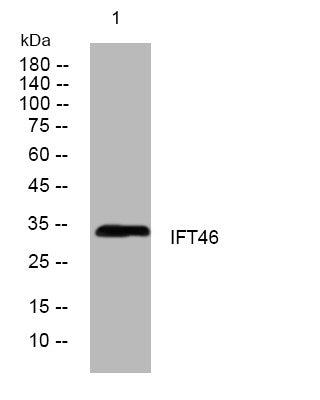 Anti-IFT46 antibody (243-293 aa) (STJ194224) – Figure 1 of 1