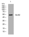 Anti-GLIS2 antibody (442-492 aa) (STJ194229) – Figure 1 of 1