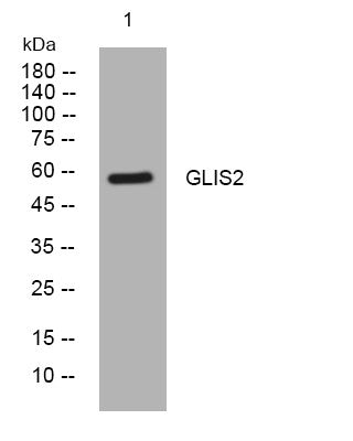 Anti-GLIS2 antibody (442-492 aa) (STJ194229) – Figure 1 of 1