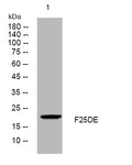Anti-FAM25E antibody (22-72 aa) (STJ194238) – Figure 1 of 1