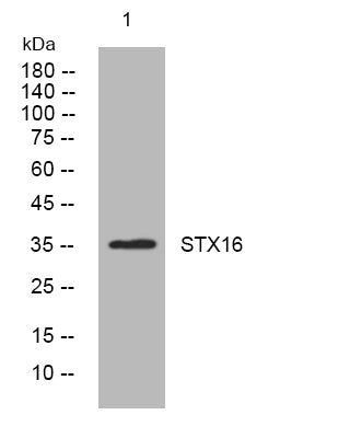 Anti-STX16 antibody (209-259 aa) (STJ194242) – Figure 1 of 1
