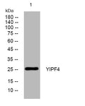 Anti-YIPF4 antibody (59-109 aa) (STJ194249) – Figure 1 of 1