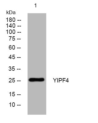 Anti-YIPF4 antibody (59-109 aa) (STJ194249) – Figure 1 of 1