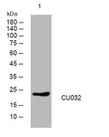 Anti-CU032 antibody (88-138 aa) (STJ194252) – Figure 1 of 1