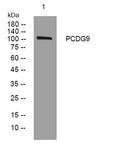 Anti-PCDHGA9 antibody (354-404 aa) (STJ194267) – Figure 1 of 1