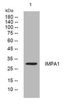 Anti-IMPA1 antibody (158-208 aa) (STJ194275) – Figure 1 of 1