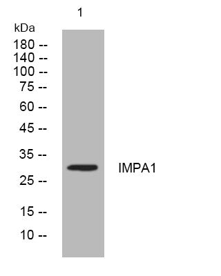 Anti-IMPA1 antibody (158-208 aa) (STJ194275) – Figure 1 of 1