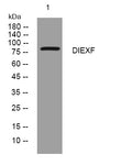 Anti-UTP25 antibody (296-346 aa) (STJ194333) – Figure 1 of 1