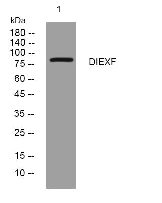 Anti-UTP25 antibody (296-346 aa) (STJ194333) – Figure 1 of 1
