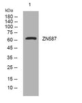 Anti-ZNF587 antibody (309-359 aa) (STJ194334) – Figure 1 of 1