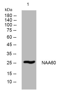 Anti-NAA60 antibody (5-55 aa) (STJ194352) – Figure 1 of 1