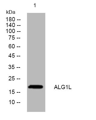 Anti-ALG1L antibody (4-54 aa) (STJ194366) – Figure 1 of 1