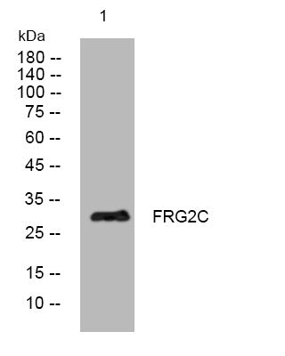 Anti-FRG2C antibody (227-277 aa) (STJ194367) – Figure 1 of 1