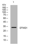 Anti-DTWD1 antibody (31-81 aa) (STJ194370) – Figure 1 of 1