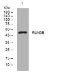 Anti-RUNDC3B antibody (79-129 aa) (STJ194371) – Figure 1 of 1