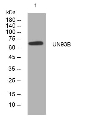 Anti-UNC93B1 antibody (347-397 aa) (STJ194377) – Figure 1 of 1