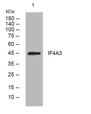 Anti-EIF4A3 antibody (218-268 aa) (STJ194381) – Figure 1 of 1