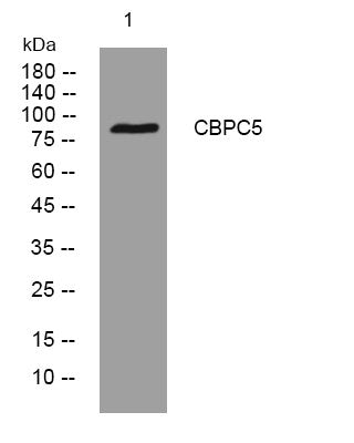 Anti-AGBL5 antibody (499-549 aa) (STJ194382) – Figure 1 of 1