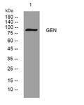 Anti-GEN1 antibody (61-111 aa) (STJ194389) – Figure 1 of 1
