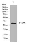 Anti-FAM157A antibody (228-278 aa) (STJ194397) – Figure 1 of 1